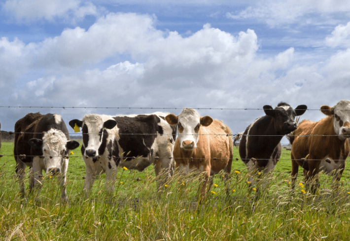 Büyükbaş Hayvan Yetiştiriciliği Ustalık Eğitimi