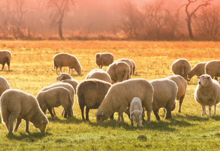 Küçükbaş Hayvan Yetiştiriciliği Ustalık Eğitimi