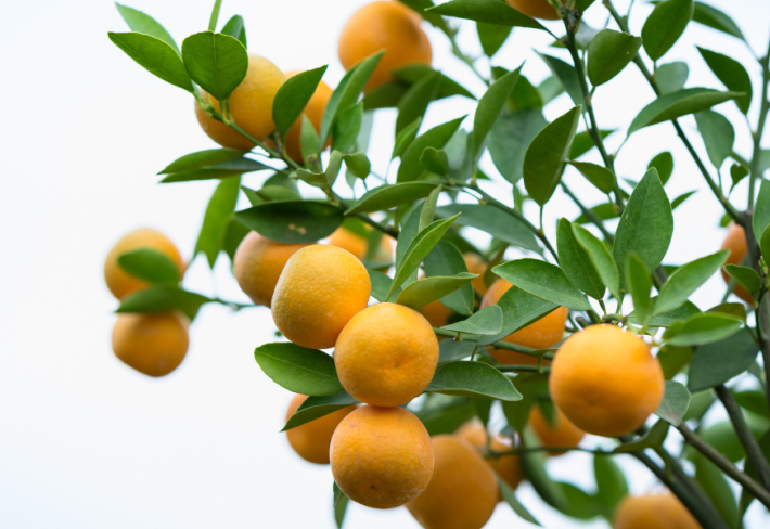 Meyve Yetiştiriciliği Ustalık Eğitimi