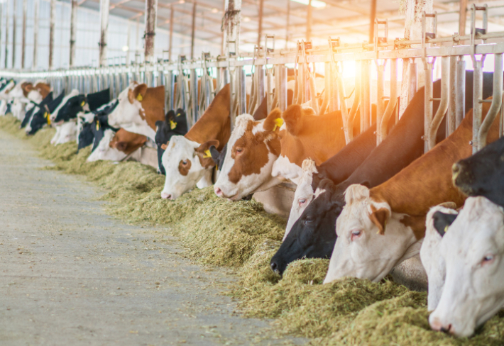 Organik Hayvancılık Eğitimi