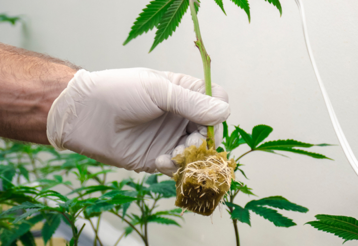 Tıbbi ve Aromatik Bitki Yetiştiriciliği Eğitimi